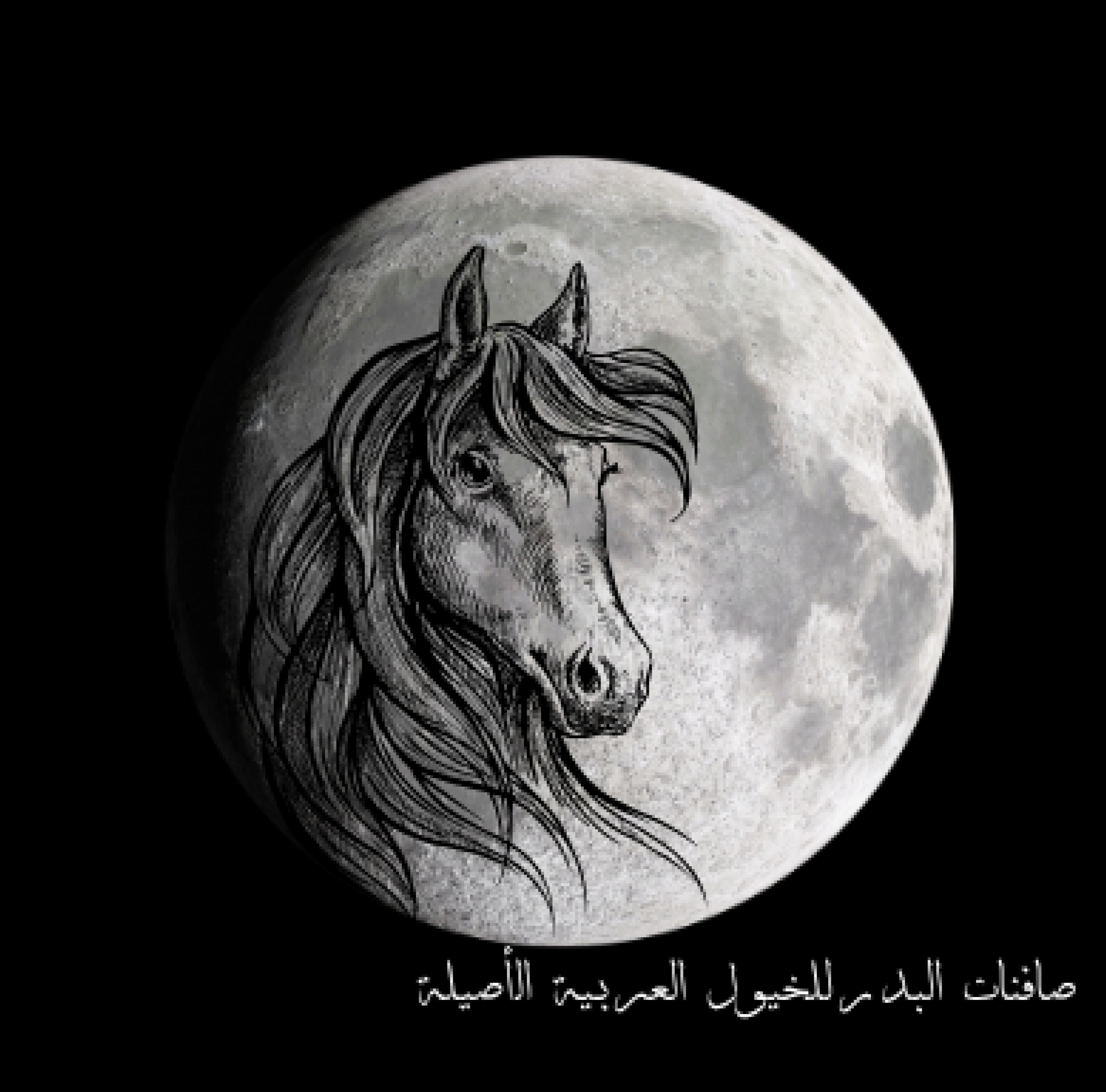 صافنات البدر للخيول العربية الأصيلة